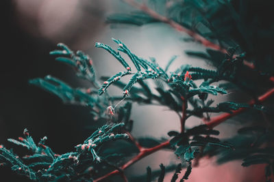 Close-up of plants during winter