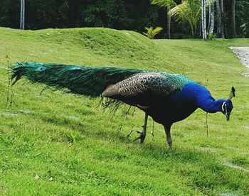 Peacock on grassy field