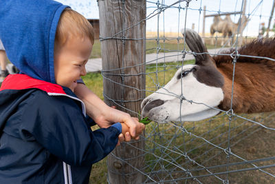 Boy feeding donkey behind fence