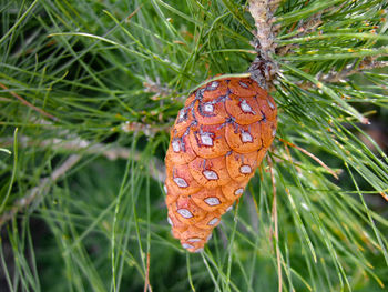 Close-up of butterfly on leaf