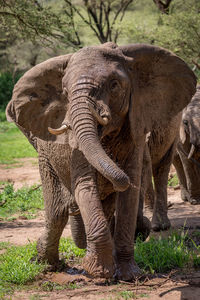 Elephants standing by trees in forest