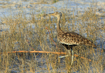 Red-crested korhaan lophotis ruficrista -standing on the ground