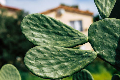 Close-up of succulent plants