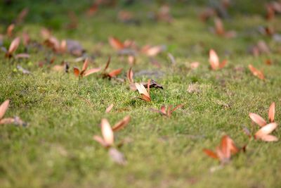 Close-up of fallen dry leaves on field