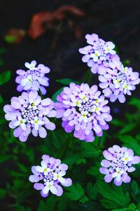 Close-up of purple flowering plants