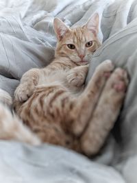 Portrait of cat lying on bed