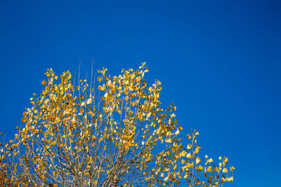 Low angle view of flowering plant against clear blue sky