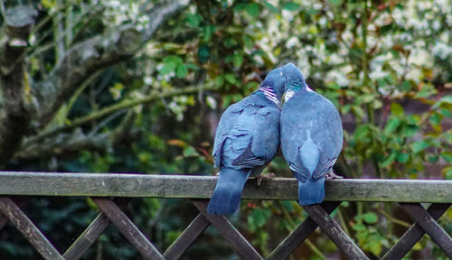 Rear view of bird perching on railing against trees