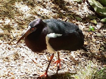 Close-up of bird perching on a field