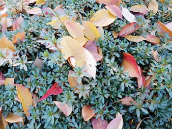 High angle view of flowering plants during autumn