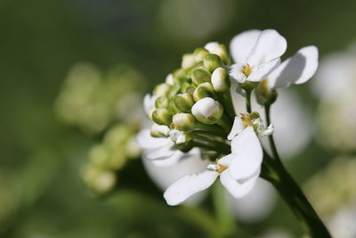 Close-up of white flowering plant