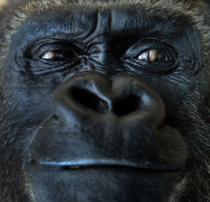 Close-up of gorilla looking away