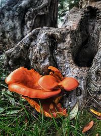 Close-up of orange mushroom growing on field