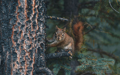 Portrait of squirrel sitting on tree trunk