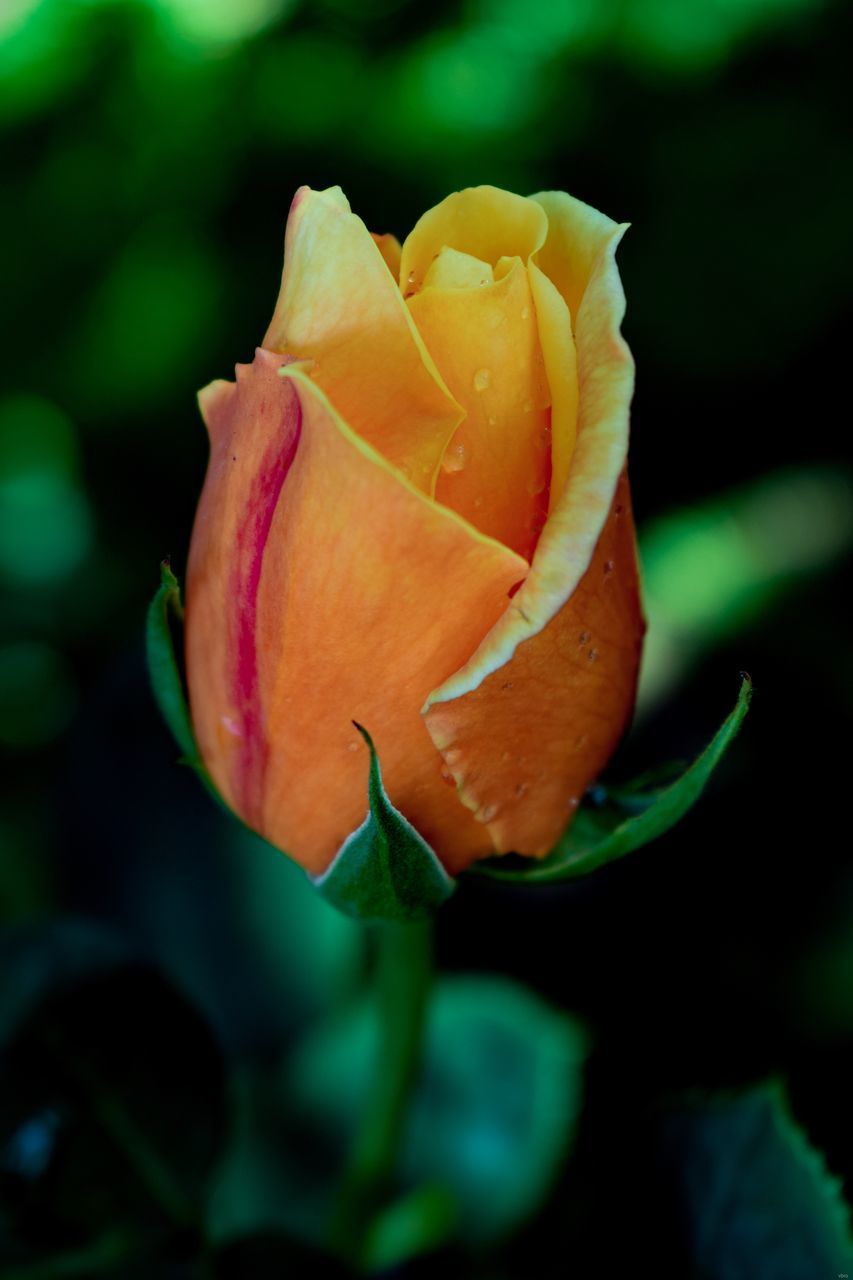 CLOSE-UP OF ROSE IN ORANGE FLOWER