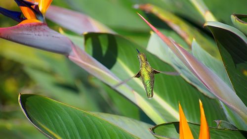 High angle view of hummingbird against plants