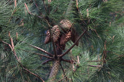 High angle view of pine tree