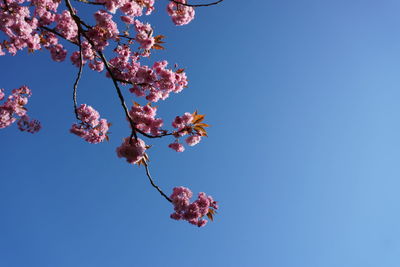 Low angle view of cherry blossom against clear blue sky