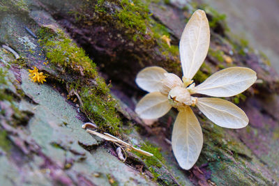 Close-up of white flowering plant
