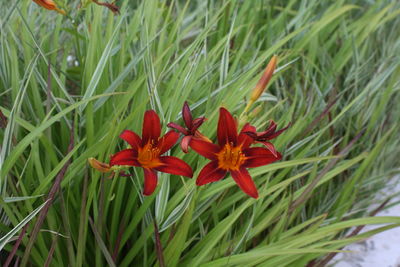 Close-up of red flowers blooming outdoors