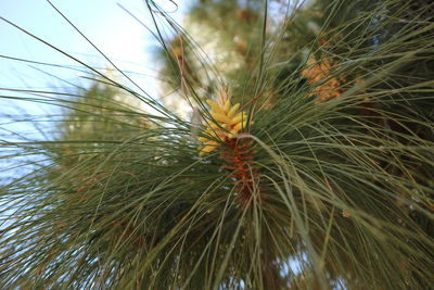 Low angle view of plants