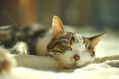 Portrait of napping old tabby cat