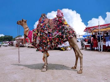 Giraffes on beach