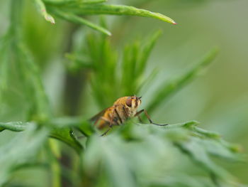 Close-up of insect on leaf