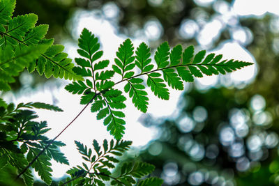 Low angle view of leaves on tree