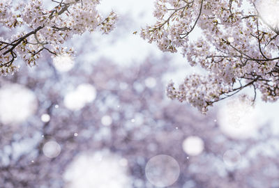 Low angle view of cherry blossom from tree