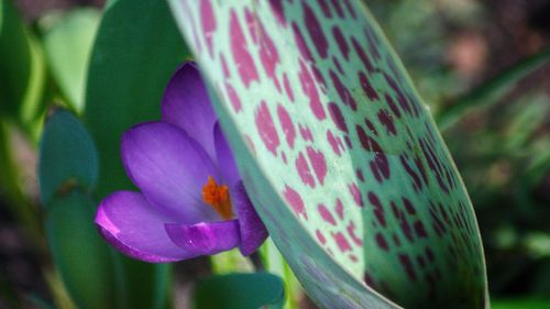 Close-up of pink flower