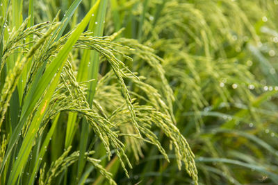 Close-up of crops growing on field