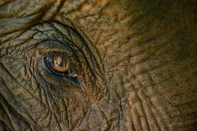 Close-up of elephant
