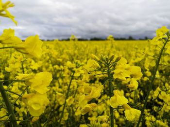 Scenic view of oilseed rape field against sky