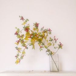 Plant growing on wall