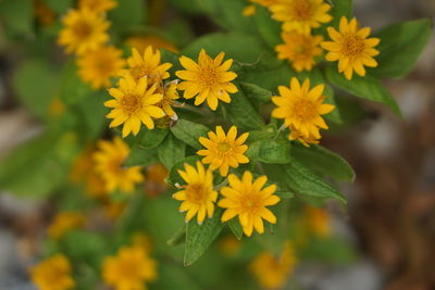 Close-up of yellow flowering plant