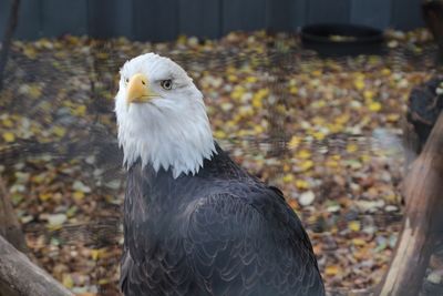 Close-up of eagle perching outdoors