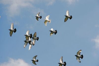 Low angle view of birds in sky