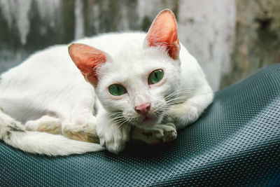 Close-up portrait of a cat resting