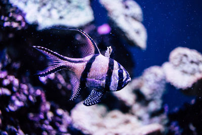 Close-up of fish swimming in sea