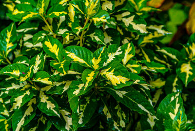 Close-up of green leaves