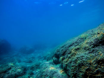 Coral reefs and stones under water in the rays of the sun in abkhazia