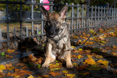View of dog by leaves during autumn