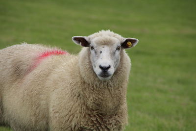 Portrait of an animal on field