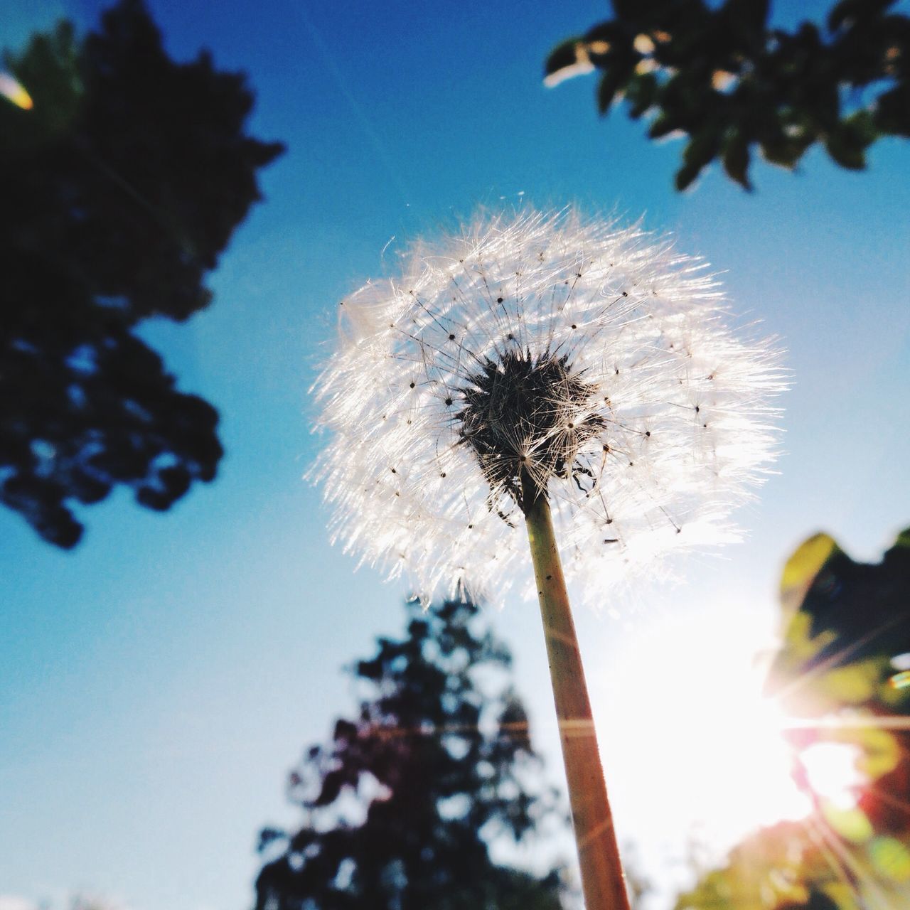 dandelion, flower, fragility, growth, low angle view, freshness, flower head, sky, nature, stem, focus on foreground, beauty in nature, close-up, dandelion seed, tree, single flower, clear sky, day, plant, outdoors