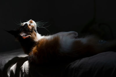 Close-up of cat lying on bed