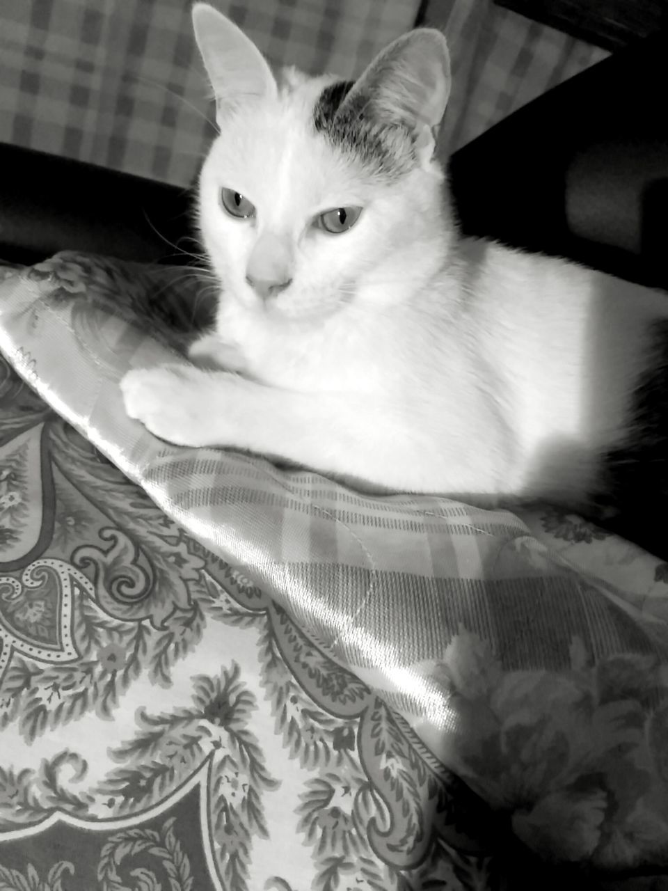 CLOSE-UP PORTRAIT OF CAT ON FLOOR