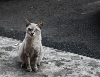Portrait of cat sitting on street in city
