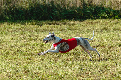 Whippet dog running in a red jacket on coursing green field