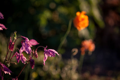 Close-up of flowers